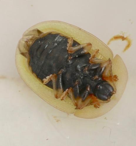 Réf. 294 255 : Cassida deflorata